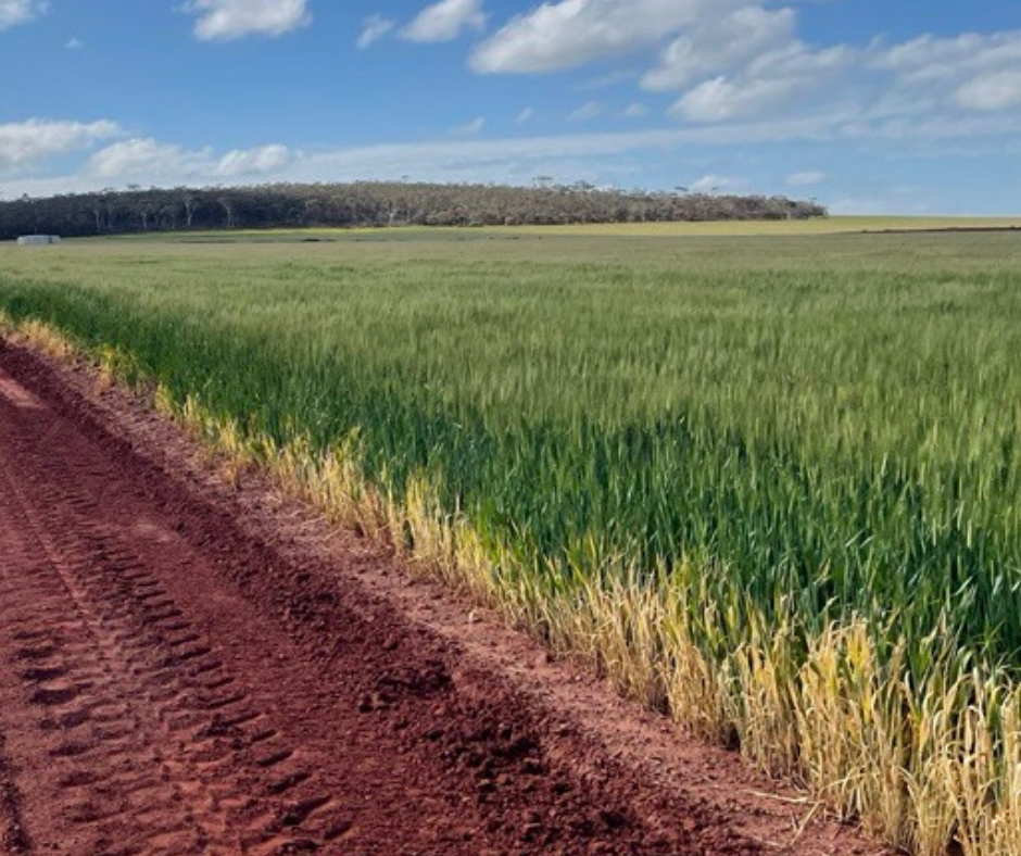 Succession Planning Tales from Yellowstone Ranch