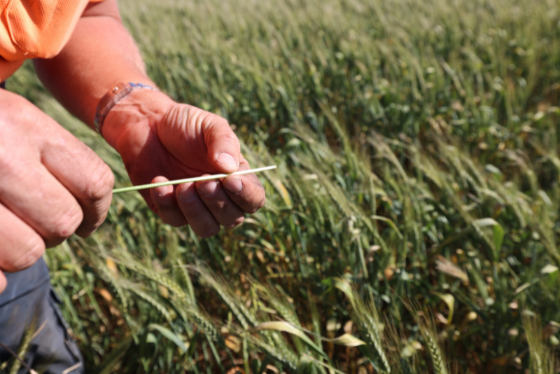 The Emotional Decision