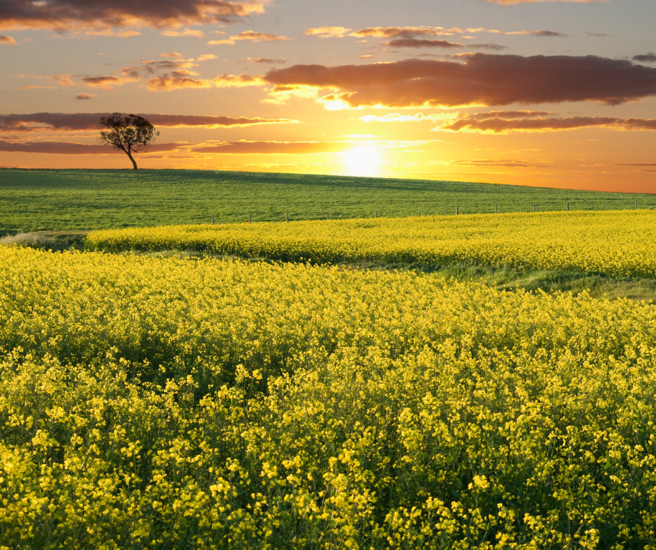 When did you last review your FTC percentages? Fuel Tax Credits: What you need to know